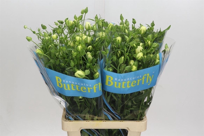 <h4>Ran Butterfly Litai Creme</h4>