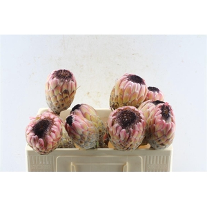 Protea Susara No Leaves