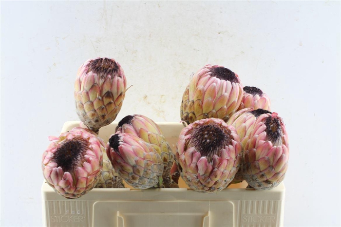 <h4>Protea Susara No Leaves</h4>