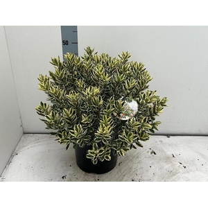 Hebe And Variegata