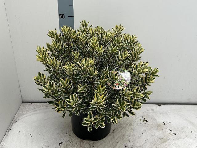 <h4>HEBE AND VARIEGATA</h4>