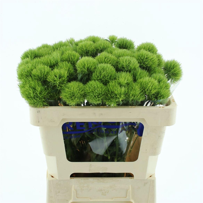 Di Barb Green Trick (x50 In Hoes)