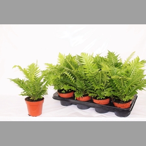 BLECHNUM SILVER LADY