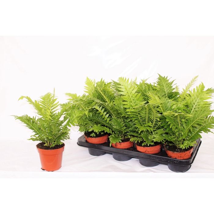 <h4>BLECHNUM SILVER LADY</h4>