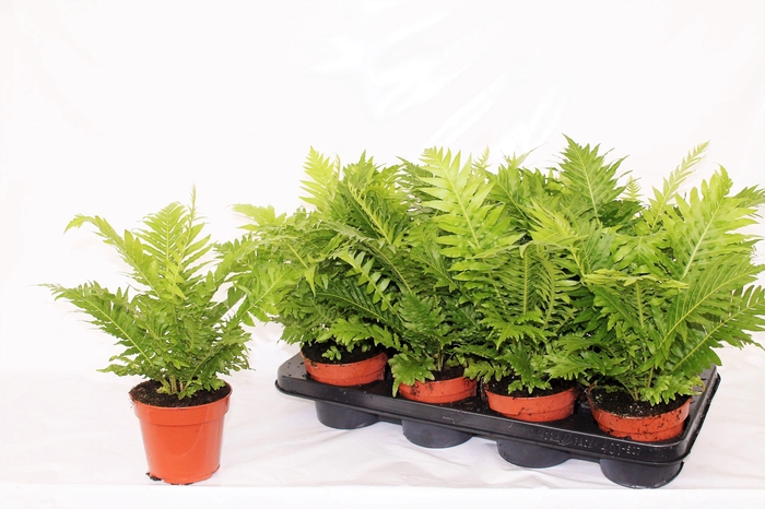 BLECHNUM SILVER LADY