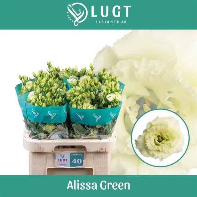 <h4>Eus G Alissa Green</h4>