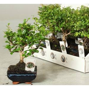 BONSAI GEM