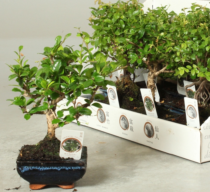 <h4>BONSAI GEM</h4>