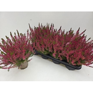 Calluna Garden Girls Franca