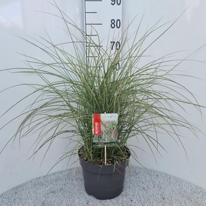 Miscanthus Sin. Silver Cloud P26