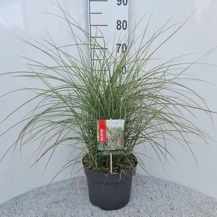 <h4>Miscanthus Sin. Silver Cloud P26</h4>