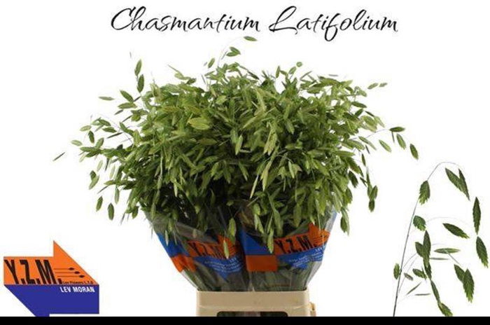 <h4>Chasmanthium Latifolium YZM Lev</h4>
