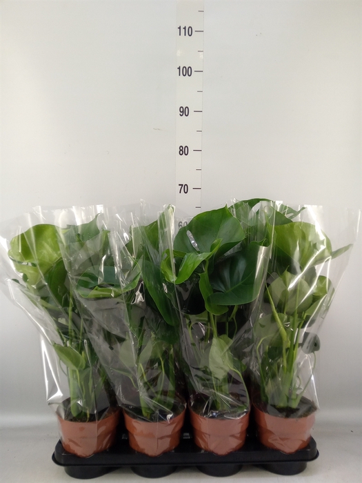 <h4>Monstera delic.</h4>