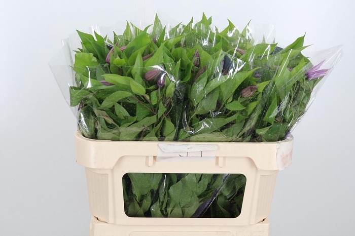 <h4>Clem Amazing London</h4>