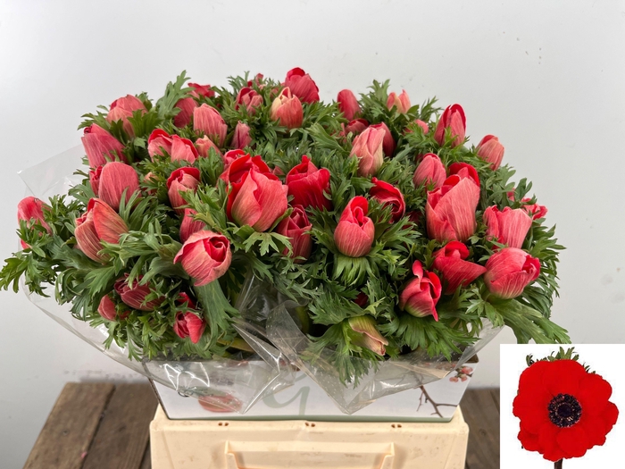 <h4>ANEM CO MAR RED</h4>