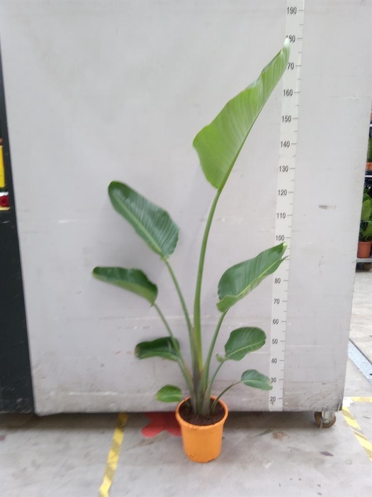 <h4>Strelitzia nicolai</h4>