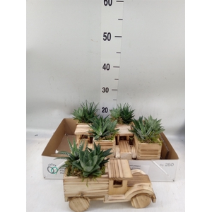 Arr.   Kamerplant Groen L%