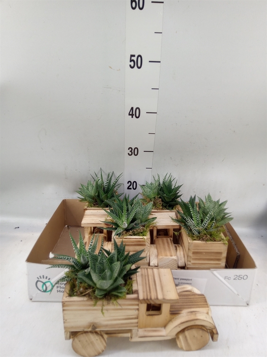 <h4>Arr.   Kamerplant Groen L%</h4>