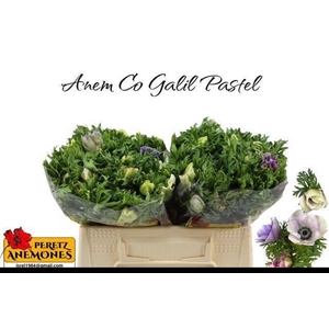 ANEM CO GALIL PASTEL