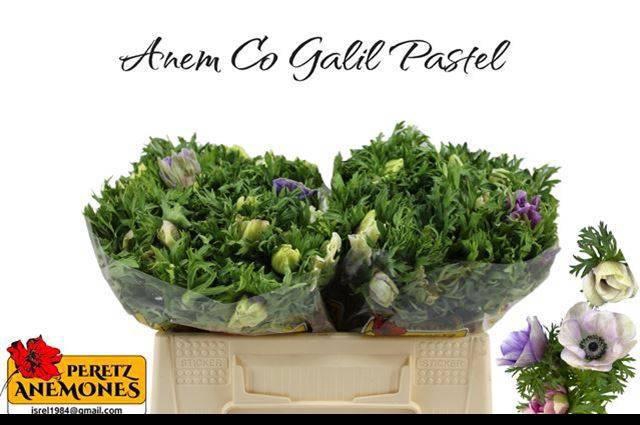 <h4>ANEM CO GALIL PASTEL</h4>