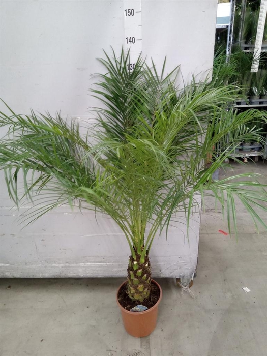 <h4>Phoenix roebelenii</h4>