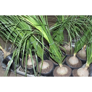 BEAUCARNEA P24