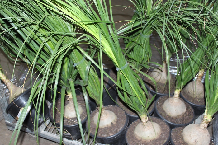 <h4>BEAUCARNEA P24</h4>