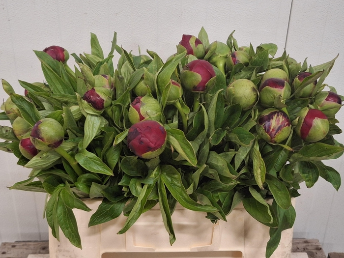 <h4>PAEO RED CHARM</h4>