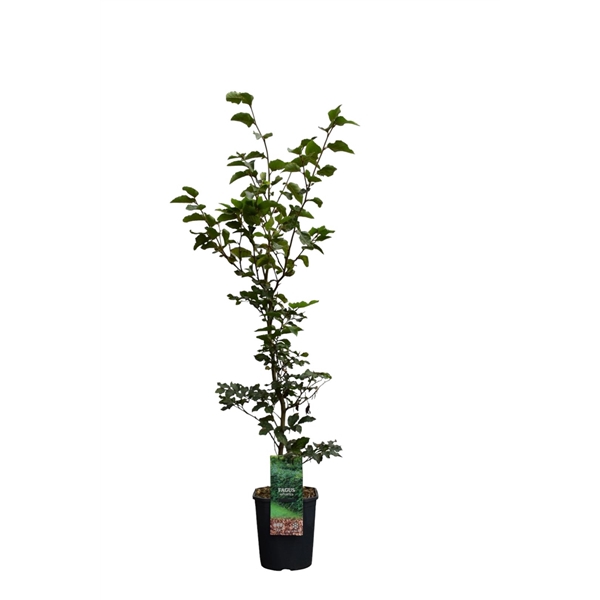 <h4>Fagus sylvatica 80-100 cm c5 haag</h4>