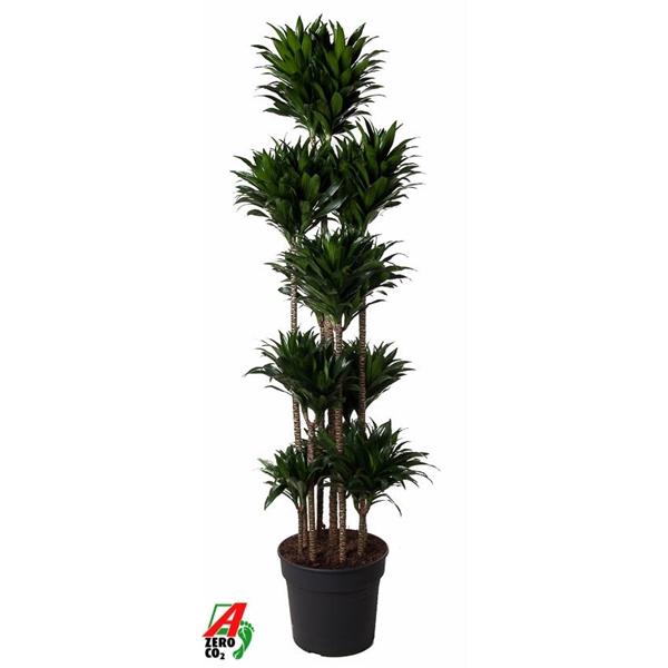 <h4>Dracaena fra Compacta Grp 'Compacta'</h4>