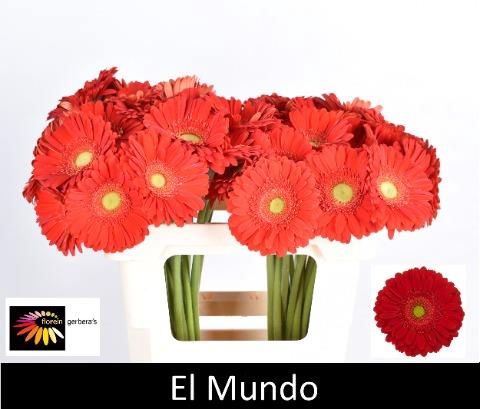 <h4>GE GR EL MUNDO</h4>