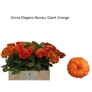 ZINNIA ELEGANS
