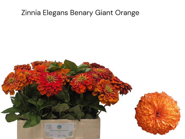 <h4>ZINNIA ELEGANS</h4>