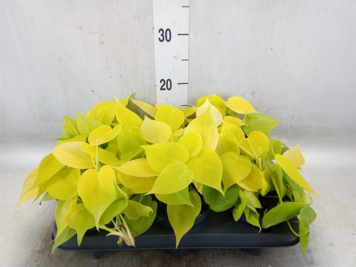 <h4>Philodendron scand. 'Lemon Lime'</h4>