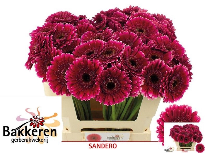 <h4>GERMINI SANDERO GE MI SANDERO</h4>