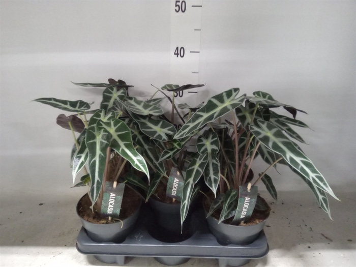 <h4>Alocasia  'Bambino Arrow'</h4>