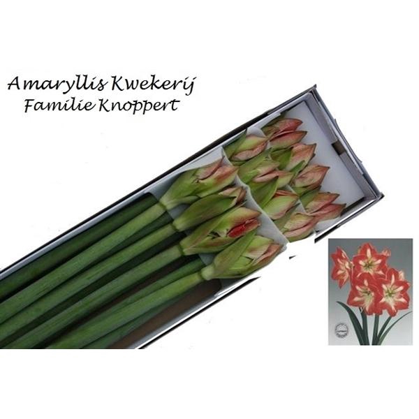 <h4>HIPP GA MINERVA 12</h4>