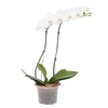 PHALAENOPSIS P12 BRANCO 2 HT