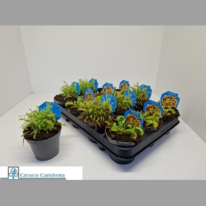 VLEESET PL GEM 3 SRT