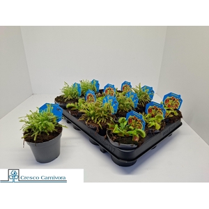 VLEESET PL GEM 3 SRT