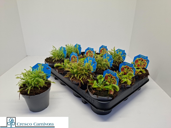 <h4>VLEESET PL GEM 3 SRT</h4>