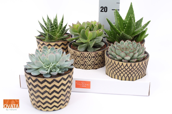 <h4>SUCC GEM 5 SRT</h4>