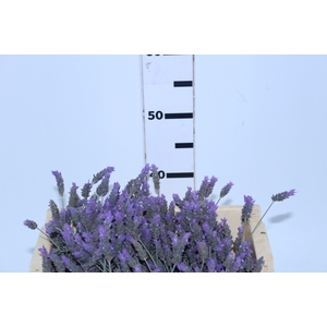 LAVANDULA CORTE 040 CM