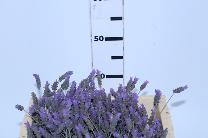LAVANDULA CORTE 040 CM