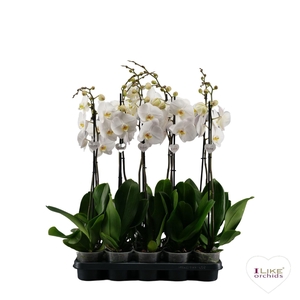 Phalaenopsis   ...white
