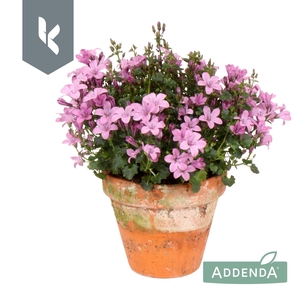 Campanula Ambella Pink in terracotta