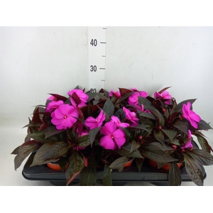 Impatiens NG 'Colorpower Violet'