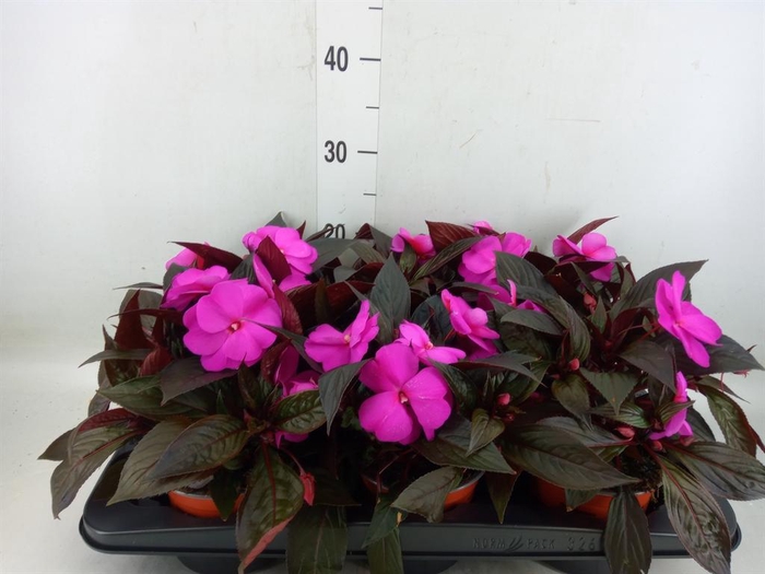 <h4>Impatiens NG 'Colorpower Violet'</h4>