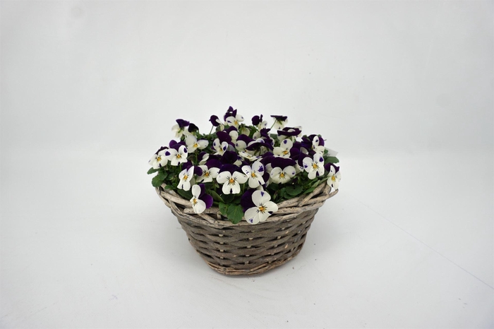 <h4>Viola corn.   ...</h4>