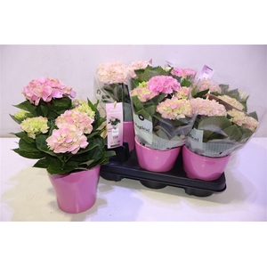 arr8 Hydr M Mag Revolutio In Keramiek